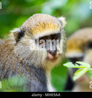 Portrait de singe (Cercopithecus mona) au Ghana Banque D'Images