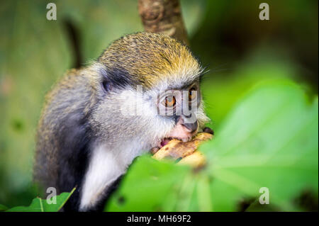 Petit Singe (Cercopithecus mona) mange un babana au Ghana Banque D'Images