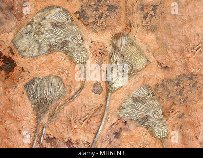 Les Crinoïdes fossiles pétrifiés (lys de mer, featherstars) dans la pierre Banque D'Images