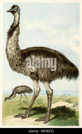 Emu Dromaius novaehollandiae  <1884 >, 1884 Banque D'Images