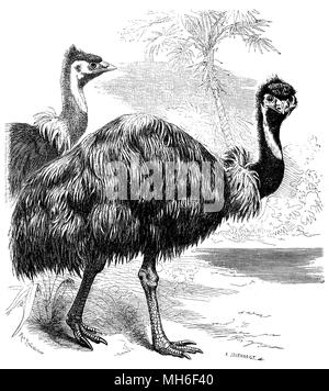 <emu Dromaius novaehollandiae >, 1870 Banque D'Images