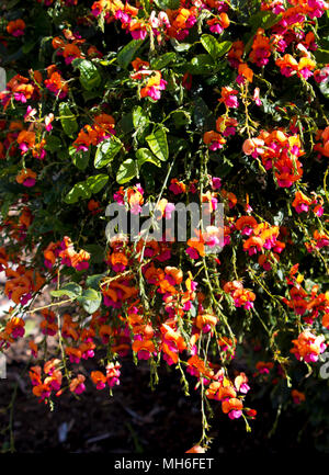 Chorizema cordatum, coeur de flamme à feuilles d'une plante à fleurs pois de la famille des pois, dans les sols limoneux graveleux ou dans les forêts d'eucalyptus, l'ouest de l'Australie.. Banque D'Images