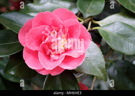 Close-up de Camellia japonica 'R.L. Wheeler' Fleur, Avril Banque D'Images