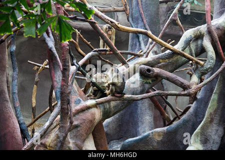 Groupe de singe au zoo assis sur un arbre et la lecture. Banque D'Images