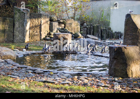 Des pingouins dans le zoo dans un beau temps d'automne. Banque D'Images