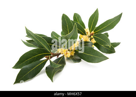 Laurel branch with flowers isolated on white Banque D'Images