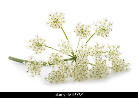 Angelica archangelica fleurs isolé sur fond blanc Banque D'Images