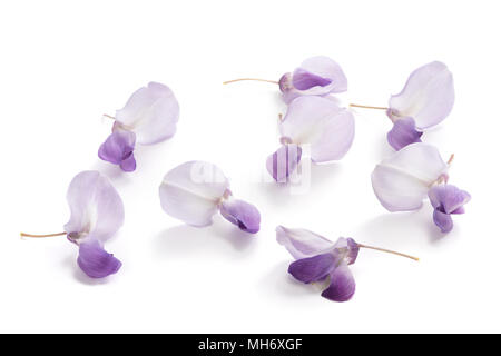 Les fleurs de glycine isolé sur fond blanc Banque D'Images