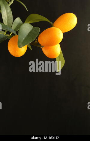 Kumquat frais fruits sur un arbre, le kumquat (Citrus japonica) en vue rapprochée with copy space Banque D'Images