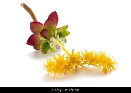 Sedum palmeri fleurs isolé sur fond blanc Banque D'Images