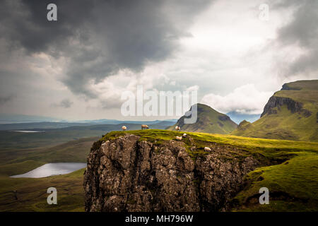 Moutons sur falaise, Quiraing, Highlands, Scotland Banque D'Images