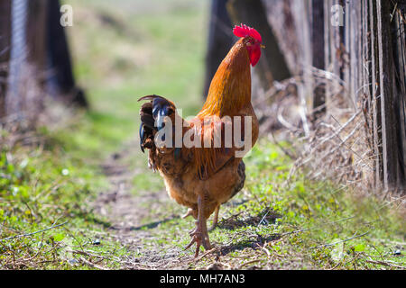 Close-up of big beautiful red bien nourris coq fièrement la garde de troupeau dans l'alimentation des poules sur l'herbe verte journée ensoleillée sur l'arrière-plan flou. Farmin Banque D'Images