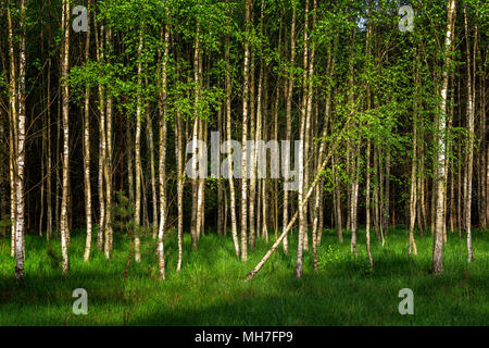 Tombé et appuyé les jeunes arbres de bouleau dans le groupe de la forêt de bouleau Banque D'Images