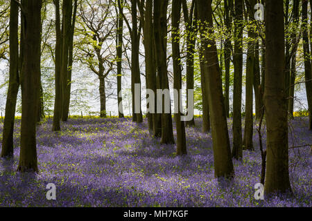 Jacinthes et hêtres en bois près de Micheldever dans le Hampshire, en Angleterre, la lumière du soleil pommelé pendant une pause entre les averses d'avril. Banque D'Images