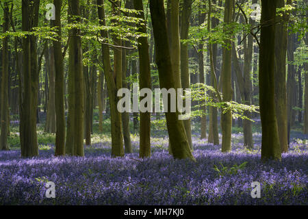 La lumière du soleil pommelé dans une forêt pleine de hêtres et de jacinthes des bois (Hyacinthoides non-scripta) près de Micheldever dans le Hampshire, en Angleterre. Banque D'Images