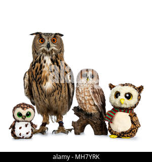 Ligne / collection de hiboux, des animaux empaillés, céramique et Eagle owl / turkmène Bubo bubo turcomanus assis isolé sur fond blanc Banque D'Images