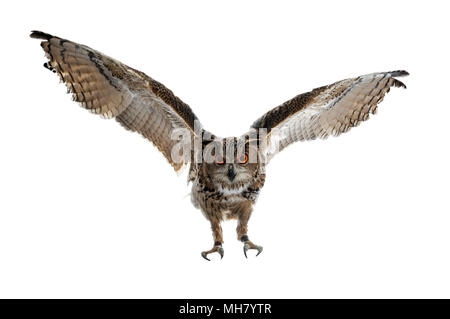 Eagle owl / turkmène Bubo bubo turcomanus en vol / landing isolé sur fond blanc à la lentille à Banque D'Images