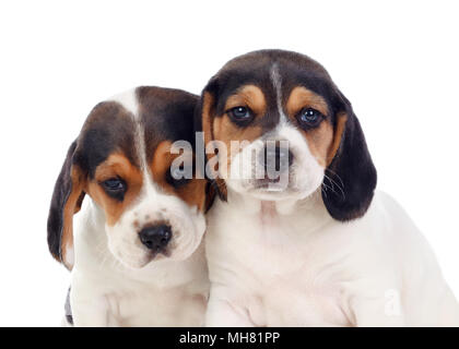 Deux magnifiques chiots beagle isolé sur fond blanc Banque D'Images