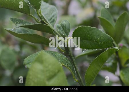 Direction générale des feuilles d'un arbre d'agrumes citron, avec des gouttes d'eau après un orage. Banque D'Images