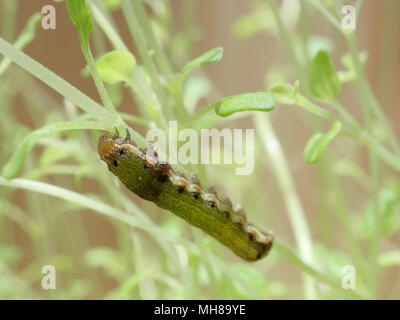 Close up shot of green caterpillar ou ver de papillon avec l'escalade de la bouche rouge, manger et vivre vert sur les feuilles de thym et d'arbres avec des concepts de la nature, des animaux et des insectes Banque D'Images