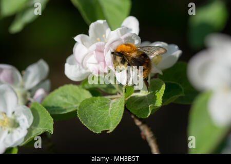 Fleur de pommier avec un bourdon festoyer sur elle Banque D'Images