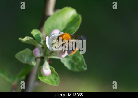 Une brindille appletree avec bud et d'un bourdon festoyer sur elle Banque D'Images