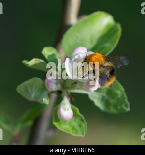 Un pommier avec des rameaux d'un bourgeon et un bumblebee festoyer sur elle Banque D'Images