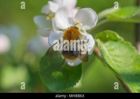 Une fleur de pommier avec un bourdon festoyer sur elle - macro Banque D'Images