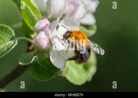 Une fleur de pommier avec un bourdon festoyer sur elle - macro Banque D'Images