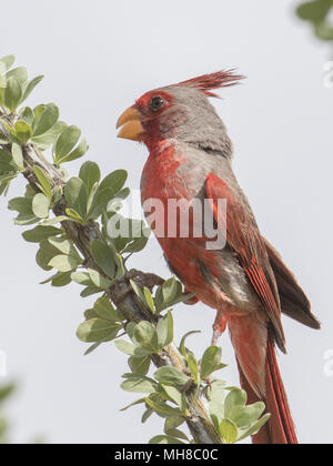 Un pyrrhuloxia perché dans le désert de Sonora, USA. Banque D'Images