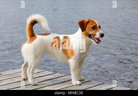 Chien de race Jack Russell Terrier debout dans profil sur le pont avec de l'eau dans l'arrière-plan. Banque D'Images