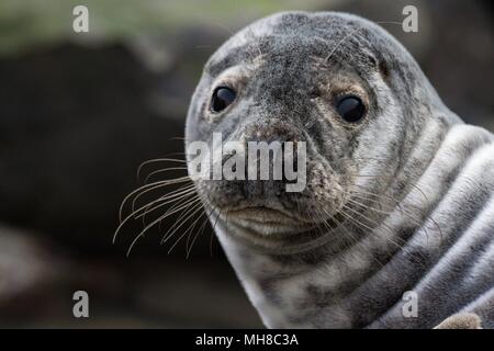Sceau commun avec de grands beaux yeux sur Ravenscar beach Banque D'Images
