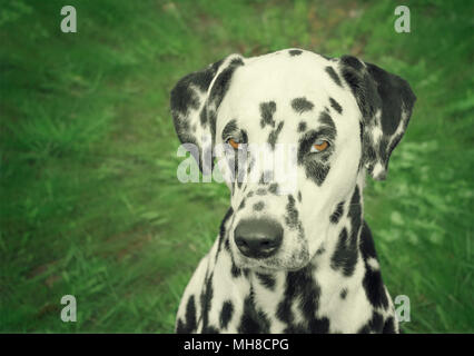Portrait of cute chien dalmatien Banque D'Images