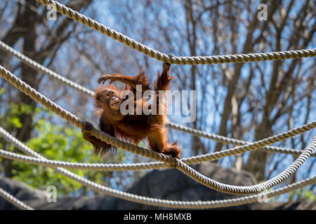 L'accent sur l'orang-outan pendant la rotation de la corde Banque D'Images