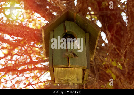 petite maison d'oiseaux sur un arbre. Il a été produit à partir de pièces en bois. Il y a quelques oiseaux à l'intérieur de lui à la nature Banque D'Images