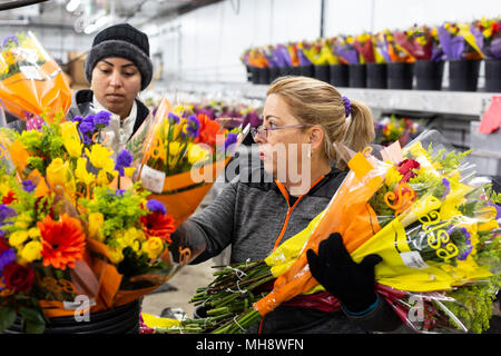 Doral, Floride - processus Travailleurs coupées de l'Amérique du Sud à l'entrepôt à proximité de Bouquet USA l'aéroport de Miami. Travailler à 40 degrés F, femmes pa Banque D'Images