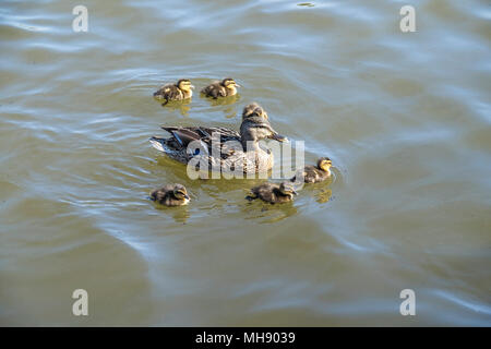 Une femelle Canard colvert (Anas platyrhynchos) et ses canetons. Banque D'Images