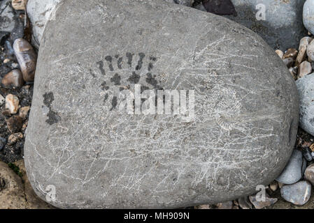 Un amorçage sur une roche contenant plusieurs ammonites sur la côte jurassique, UK Banque D'Images