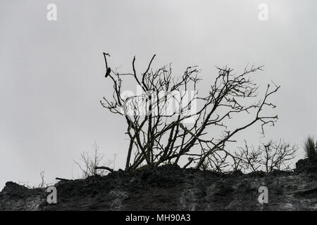Une corneille noire (Corvus corone) se percher dans un arbre sur les falaises surplombant la plage de Monmouth, Lyme Regis Banque D'Images