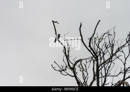 Une corneille noire (Corvus corone) se percher dans un arbre sur les falaises surplombant la plage de Monmouth, Lyme Regis Banque D'Images