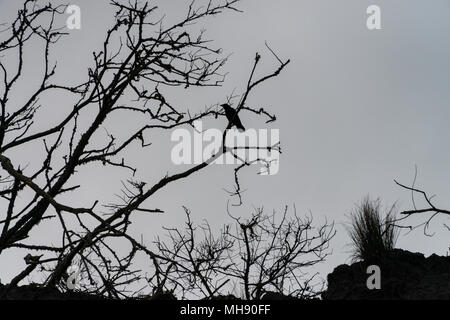 Une corneille noire (Corvus corone) se percher dans un arbre sur les falaises surplombant la plage de Monmouth, Lyme Regis Banque D'Images