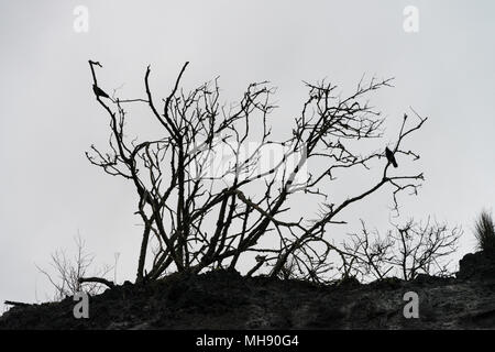 Deux corneille noire (Corvus corone) se percher dans un arbre sur les falaises surplombant la plage de Monmouth, Lyme Regis Banque D'Images
