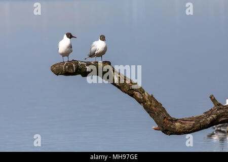 Paire de mouettes à tête noire (Chroicocephalus ridibundus) assis sur une branche à l'arrière-plan flou bleu.Large choix de portrait convient pour l'utilisation d'humour Banque D'Images