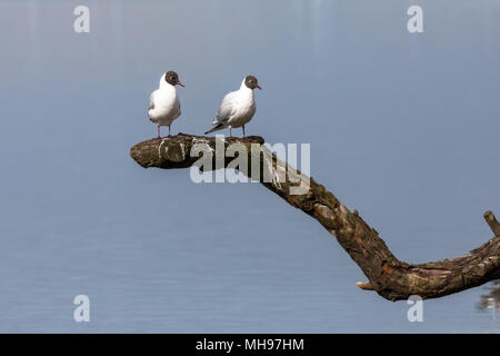 Paire de mouettes à tête noire (Chroicocephalus ridibundus) assis sur une branche à l'arrière-plan flou bleu.Large choix de portrait convient pour l'utilisation d'humour Banque D'Images