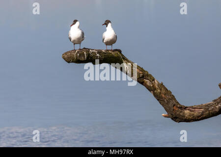 Paire de mouettes à tête noire (Chroicocephalus ridibundus) assis sur une branche à l'arrière-plan flou bleu.Large choix de portrait convient pour l'utilisation d'humour Banque D'Images