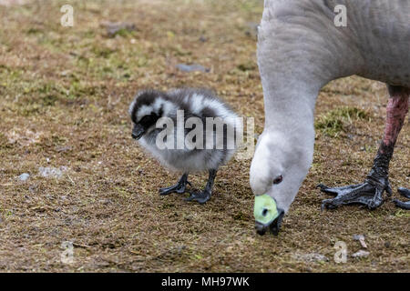 Oies de Cape Barren (Cereopsis novaehollandiae) marche sur terre avec gosling unique Banque D'Images