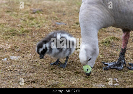 Oies de Cape Barren (Cereopsis novaehollandiae) marche sur terre avec gosling unique Banque D'Images