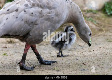 Oies de Cape Barren (Cereopsis novaehollandiae) marche sur terre avec gosling unique Banque D'Images