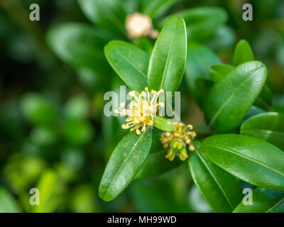 Common Box (Buxus sempervirens) en fleurs, au début du printemps, close-up, Bavaria, Germany, Europe Banque D'Images