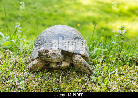 Tortue (Testudo marginata marge sarda) dans un pré vert. Selective focus, fond flou et copiez l'espace. Tortue de la Sardaigne typique Banque D'Images